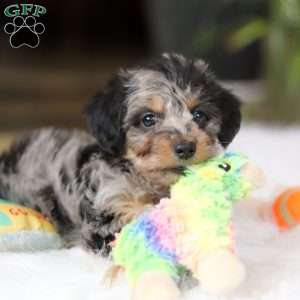 Jordan, Yorkie Poo Puppy